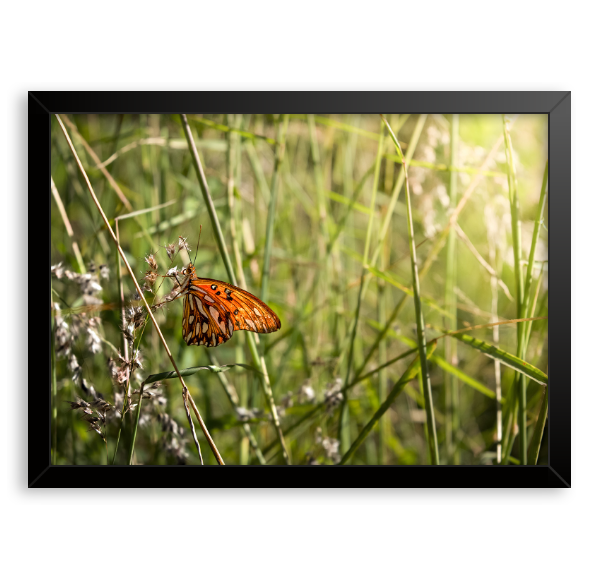 Quadro "Borboleta"
