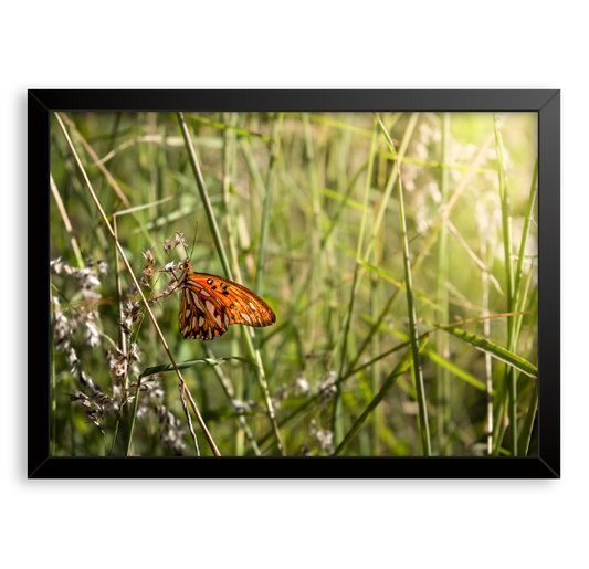 Quadro "Borboleta"